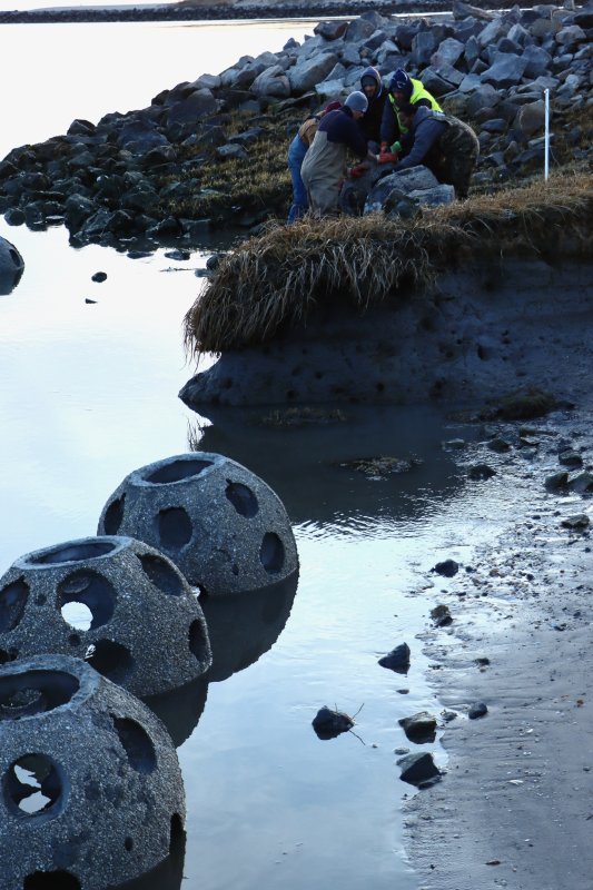 Some of the oyster castles can be seen in the foreground, while the team of researchers rolls another one in the water.